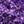 Collection level-Amethyst crystals