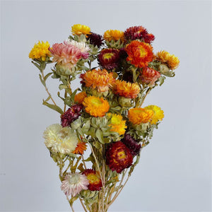 Dried chrysanthemum