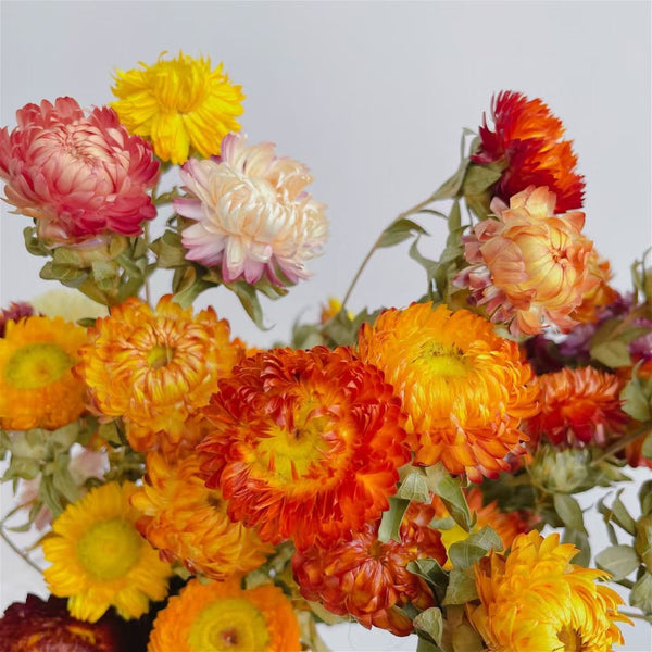 Dried chrysanthemum