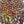 Collection level-Amethyst-citrine crystals