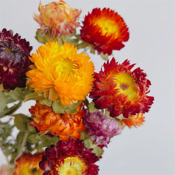 Dried chrysanthemum